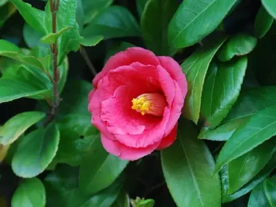 Guía Integral para el Cuidado y la Salud Foliar de las Camelias