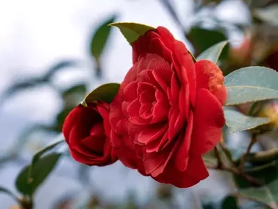 Arbustos de Sombra de Crecimiento Rápido: Elige las Especies Perfectas para Tu Jardín