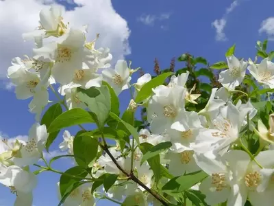 Dominando la Poda del Jazmín Blanco: Guía Esencial para un Crecimiento Óptimo y Floración Exuberante