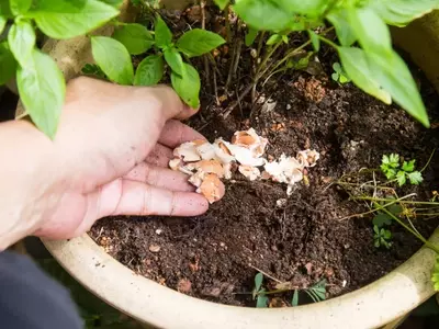 El Secreto Oculto de las Cáscaras de Huevo para un Jardín Vibrante