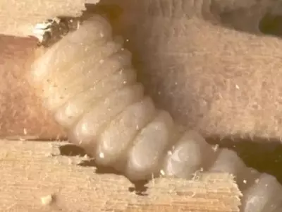 Control y Prevención de la Carcoma en la Madera: Una Guía Completa