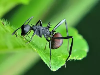Soluciones Efectivas para Erradicar Hormigas de las Raíces de tus Plantas