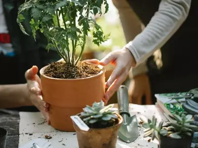 La Guía Definitiva para el Cuidado Post-Trasplante de Plantas en Macetas