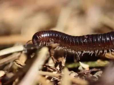 Ciempiés miniatura en macetas: ¿Aliados o amenaza para tus plantas?