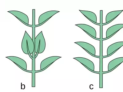 El Fascinante Orden de la Naturaleza: Desvelando los Secretos de la Filotaxis Vegetal