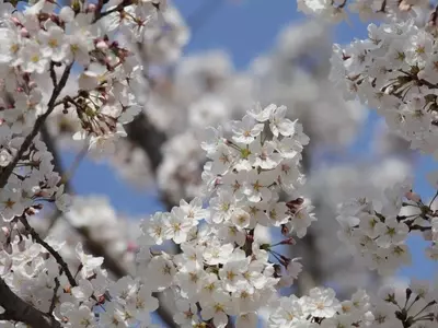 El Secreto de la Cosecha de Cerezas: ¿Es Necesaria la Plantación Doble?