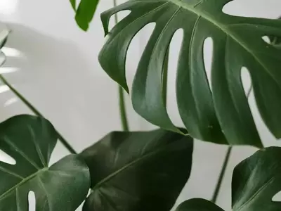 Descifrando el Misterio: ¿Por Qué tu Monstera No Desarrolla sus Característicos Agujeros?
