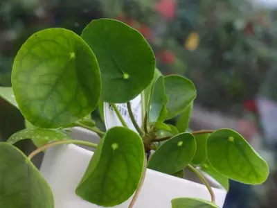 Guía Definitiva para el Cuidado y Resolución de Problemas en Pilea Peperomioides