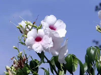 Guía Completa para el Cuidado Óptimo de la Pandorea Jasminoides