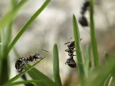 Estrategias Ecológicas para el Control de Hormigas en Árboles