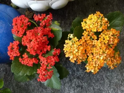 Kalanchoe Crenata: Una Suculenta Resiliente y de Bajo Mantenimiento para Tu Hogar