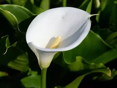 Secretos para el Cultivo Exitoso de Calas en Macetas: Una Guía Detallada
