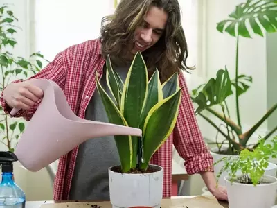 Revitalizando tu Sansevieria: Guía Completa para Hojas Firmes y Saludables