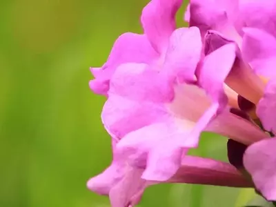 Cultivo y Cuidado de la Bignonia en Maceta: Guía Esencial