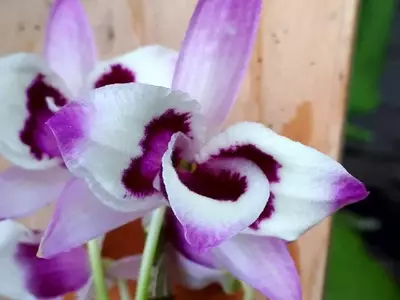 La Orquídea Dendrobium Nobile: Un Clásico Versátil para Cualquier Espacio