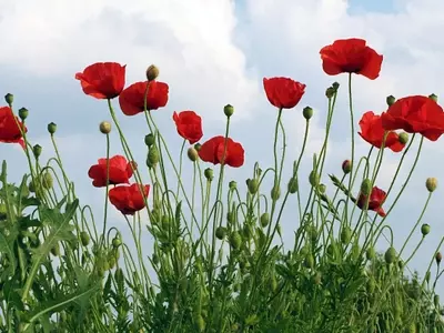 Diversidad y Cultivo de Amapolas: Una Guía Completa
