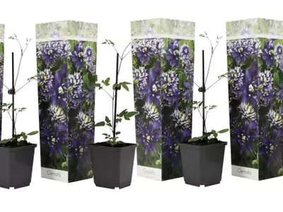 Descubre la Clematis Taiga: Un Espectáculo Floral en tu Jardín