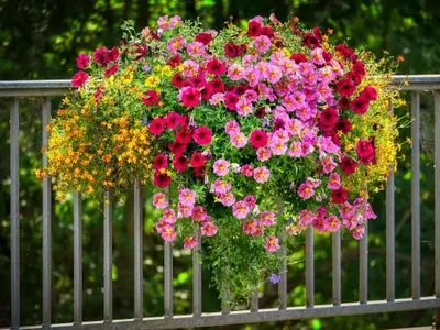 Embellezca Su Balcón con Petunias: Una Guía Completa de Cultivo y Cuidado