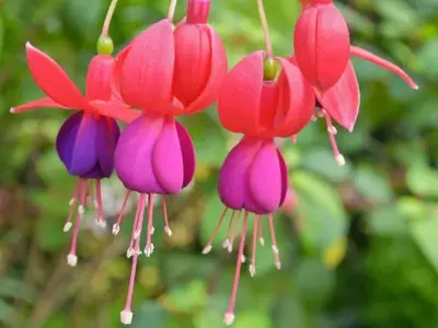 Fucsias: Elegancia Floral y Cuidado Esencial para un Jardín Vibrante