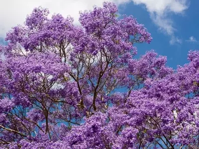 Cultivo y Cuidados del Jacarandá en Maceta: Guía Completa para una Floración Espectacular