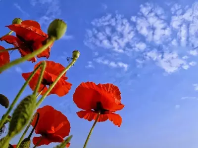 Descubre el Encanto de Cultivar Amapolas en Macetas: Una Guía Completa para Jardineros Urbanos