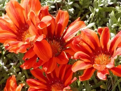 Consejos Esenciales para el Cuidado de la Gazania Durante el Invierno