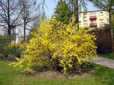 Forsythia 'Spring Glory': La Esencia Dorada de la Primavera