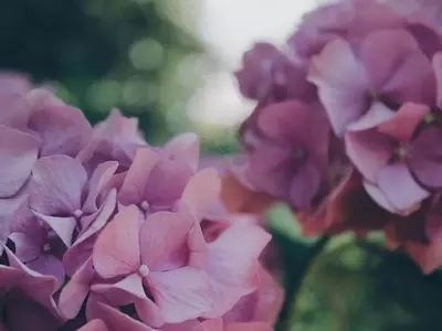 El Arte de Cultivar Hortensias: Guía Definitiva para una Floración Espectacular