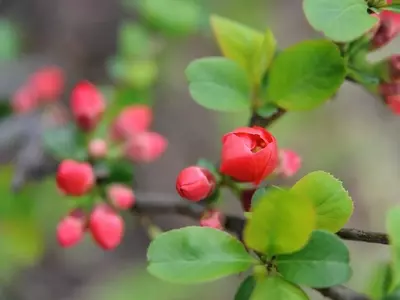 Descubriendo los Secretos del Cuidado de la Begonia Tuberosa