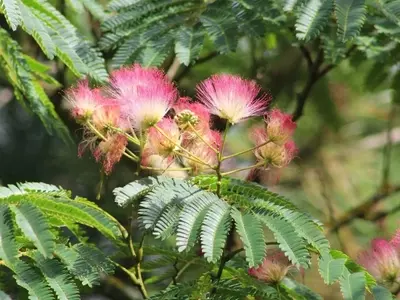 Albizia julibrissin: Encanto y Mantenimiento en el Jardín