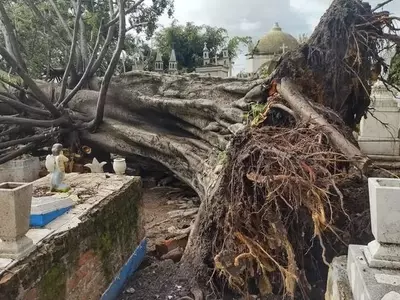 Impacto y Gestión de las Raíces del Laurel en Entornos Urbanos