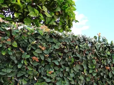 Ficus Repens: Una Guía Completa para su Cultivo Exitoso