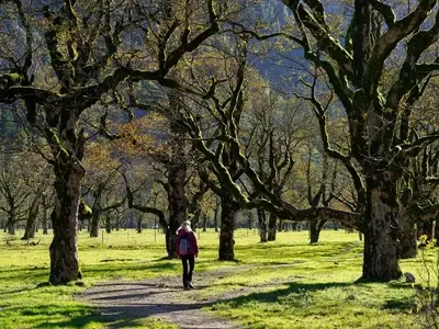 Guía Integral para la Salud Arborícola: Prevención y Manejo de Enfermedades Comunes