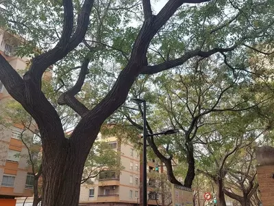 La controvertida eliminación de acacias en Valencia: Un análisis de la plaga y sus repercusiones