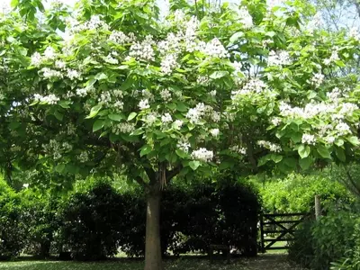 Guía Completa para el Mantenimiento Saludable del Árbol de Catalpa