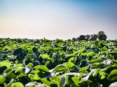 Dominando el Cultivo de Habas: Secretos para una Cosecha Abundante y Saludable
