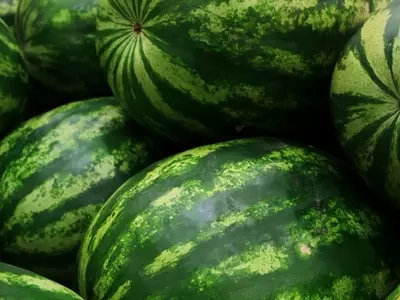Cultivo de Sandías: Estrategias Esenciales para Evitar el Secado y Maximizar la Cosecha