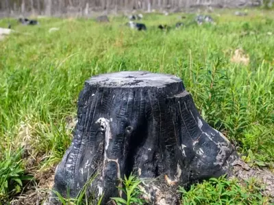 Guía Completa para la Eliminación y Reutilización de Tocones de Árboles