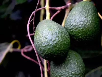 La Polinización del Aguacate: Claves para una Cosecha Exitosa