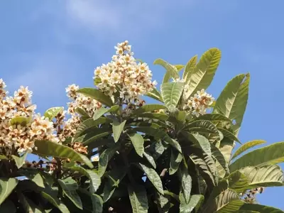 Desentrañando el Sistema Radicular del Níspero: Una Guía Completa para su Cultivo Exitoso