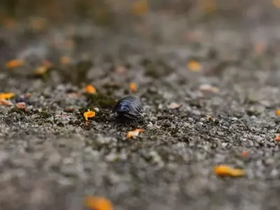 Plagas en Plantas: Identificación y Control de la Cochinilla Lapa