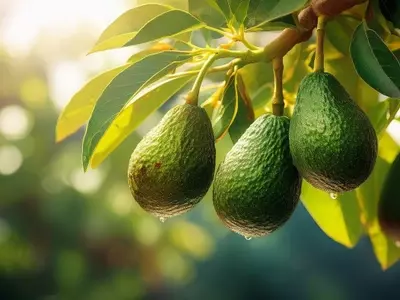 Guía Definitiva para el Trasplante Exitoso del Aguacate