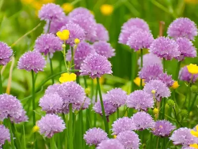 La Interconexión del Reino Vegetal: Comprendiendo las Relaciones entre Plantas y Árboles