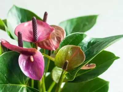 Anthurium Scherzerianum: Guía Completa de Cultivo y Cuidado
