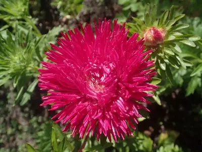 La Belleza Versátil de la Callistephus chinensis: Una Guía Completa de Cultivo