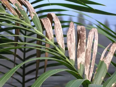 Descifrando el Enigma de las Hojas Amarillas en la Palmera Kentia