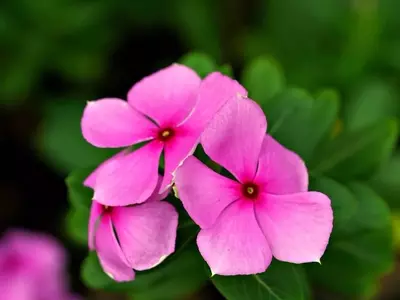 Secretos para la Supervivencia de las Vincas: Evita su Deceso Prematuro
