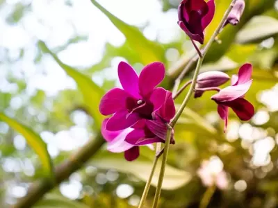Control Integral de Plagas y Enfermedades en Orquídeas: Guía Completa