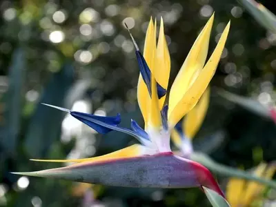 Strelitzia: Desvelando el Misterio de sus Hojas Enrolladas y Claves para su Florecimiento Óptimo