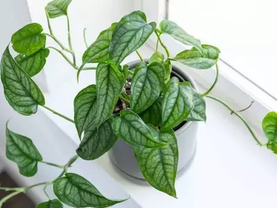 Monstera Siltepecana: Una Guía Completa para su Cuidado y Belleza Exótica